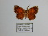  ( - CP Lep 1253)  @11 [ ] CreativeCommons - Attribution Non-Commercial Share-Alike (2018) SNSB, Staatliche Naturwissenschaftliche Sammlungen Bayerns ZSM (SNSB, Zoologische Staatssammlung Muenchen)