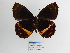  (Pedaliodes adrianae - CP Lep 877)  @11 [ ] CreativeCommons - Attribution Non-Commercial Share-Alike (2018) SNSB, Staatliche Naturwissenschaftliche Sammlungen Bayerns ZSM (SNSB, Zoologische Staatssammlung Muenchen)