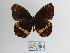  ( - CP Lep 878)  @11 [ ] CreativeCommons - Attribution Non-Commercial Share-Alike (2018) SNSB, Staatliche Naturwissenschaftliche Sammlungen Bayerns ZSM (SNSB, Zoologische Staatssammlung Muenchen)