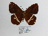  ( - CP Lep 882)  @11 [ ] CreativeCommons - Attribution Non-Commercial Share-Alike (2018) SNSB, Staatliche Naturwissenschaftliche Sammlungen Bayerns ZSM (SNSB, Zoologische Staatssammlung Muenchen)