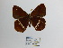  ( - CP Lep 883)  @11 [ ] CreativeCommons - Attribution Non-Commercial Share-Alike (2018) SNSB, Staatliche Naturwissenschaftliche Sammlungen Bayerns ZSM (SNSB, Zoologische Staatssammlung Muenchen)