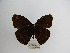  (Forsterinaria anophthalma - CP Lep 936)  @11 [ ] CreativeCommons - Attribution Non-Commercial Share-Alike (2018) SNSB, Staatliche Naturwissenschaftliche Sammlungen Bayerns ZSM (SNSB, Zoologische Staatssammlung Muenchen)
