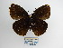  (Forsterinaria n. sp - CP Lep 958)  @11 [ ] CreativeCommons - Attribution Non-Commercial Share-Alike (2018) SNSB, Staatliche Naturwissenschaftliche Sammlungen Bayerns ZSM (SNSB, Zoologische Staatssammlung Muenchen)