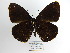  (Viloriodes - CP Lep 985)  @11 [ ] CreativeCommons - Attribution Non-Commercial Share-Alike (2018) SNSB, Staatliche Naturwissenschaftliche Sammlungen Bayerns ZSM (SNSB, Zoologische Staatssammlung Muenchen)