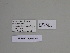  ( - SE MNC Lep 01331)  @11 [ ] CreativeCommons - Attribution Non-Commercial Share-Alike (2017) SNSB, Staatliche Naturwissenschaftliche Sammlungen Bayerns ZSM (SNSB, Zoologische Staatssammlung Muenchen)