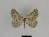  ( - SE MNC Lep 01332)  @14 [ ] CreativeCommons - Attribution Non-Commercial Share-Alike (2017) SNSB, Staatliche Naturwissenschaftliche Sammlungen Bayerns ZSM (SNSB, Zoologische Staatssammlung Muenchen)