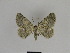  ( - SE MNC Lep 01333)  @13 [ ] CreativeCommons - Attribution Non-Commercial Share-Alike (2017) SNSB, Staatliche Naturwissenschaftliche Sammlungen Bayerns ZSM (SNSB, Zoologische Staatssammlung Muenchen)