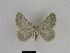  (Gnophos turfosaria - SE MNC Lep 01334)  @14 [ ] CreativeCommons - Attribution Non-Commercial Share-Alike (2017) SNSB, Staatliche Naturwissenschaftliche Sammlungen Bayerns ZSM (SNSB, Zoologische Staatssammlung Muenchen)