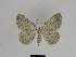  ( - SE MNC Lep 01335)  @13 [ ] CreativeCommons - Attribution Non-Commercial Share-Alike (2017) SNSB, Staatliche Naturwissenschaftliche Sammlungen Bayerns ZSM (SNSB, Zoologische Staatssammlung Muenchen)