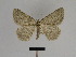  ( - SE MNC Lep 01336)  @13 [ ] CreativeCommons - Attribution Non-Commercial Share-Alike (2017) SNSB, Staatliche Naturwissenschaftliche Sammlungen Bayerns ZSM (SNSB, Zoologische Staatssammlung Muenchen)