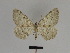  ( - SE MNC Lep 01337)  @14 [ ] CreativeCommons - Attribution Non-Commercial Share-Alike (2017) SNSB, Staatliche Naturwissenschaftliche Sammlungen Bayerns ZSM (SNSB, Zoologische Staatssammlung Muenchen)