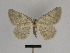  ( - SE MNC Lep 01338)  @13 [ ] CreativeCommons - Attribution Non-Commercial Share-Alike (2017) SNSB, Staatliche Naturwissenschaftliche Sammlungen Bayerns ZSM (SNSB, Zoologische Staatssammlung Muenchen)
