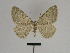  ( - SE MNC Lep 01339)  @13 [ ] CreativeCommons - Attribution Non-Commercial Share-Alike (2017) SNSB, Staatliche Naturwissenschaftliche Sammlungen Bayerns ZSM (SNSB, Zoologische Staatssammlung Muenchen)