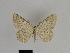  ( - SE MNC Lep 01340)  @12 [ ] CreativeCommons - Attribution Non-Commercial Share-Alike (2017) SNSB, Staatliche Naturwissenschaftliche Sammlungen Bayerns ZSM (SNSB, Zoologische Staatssammlung Muenchen)