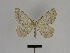  ( - SE MNC Lep 01341)  @12 [ ] CreativeCommons - Attribution Non-Commercial Share-Alike (2017) SNSB, Staatliche Naturwissenschaftliche Sammlungen Bayerns ZSM (SNSB, Zoologische Staatssammlung Muenchen)
