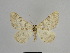  ( - SE MNC Lep 01342)  @11 [ ] CreativeCommons - Attribution Non-Commercial Share-Alike (2017) SNSB, Staatliche Naturwissenschaftliche Sammlungen Bayerns ZSM (SNSB, Zoologische Staatssammlung Muenchen)