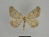  ( - SE MNC Lep 01343)  @11 [ ] CreativeCommons - Attribution Non-Commercial Share-Alike (2017) SNSB, Staatliche Naturwissenschaftliche Sammlungen Bayerns ZSM (SNSB, Zoologische Staatssammlung Muenchen)