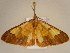  (Zamarada corroborataAH03Ca - BC ZSM Lep 96722)  @12 [ ] CreativeCommons - Attribution Non-Commercial Share-Alike (2017) SNSB, Staatliche Naturwissenschaftliche Sammlungen Bayerns ZSM (SNSB, Zoologische Staatssammlung Muenchen)