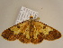  (Zamarada corroborataAH04Ca - BC ZSM Lep 96724)  @14 [ ] CreativeCommons - Attribution Non-Commercial Share-Alike (2017) SNSB, Staatliche Naturwissenschaftliche Sammlungen Bayerns ZSM (SNSB, Zoologische Staatssammlung Muenchen)
