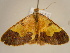  (Zamarada bicuspida - BC ZSM Lep 96726)  @12 [ ] CreativeCommons - Attribution Non-Commercial Share-Alike (2017) SNSB, Staatliche Naturwissenschaftliche Sammlungen Bayerns ZSM (SNSB, Zoologische Staatssammlung Muenchen)
