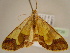  ( - BC ZSM Lep 96729)  @12 [ ] CreativeCommons - Attribution Non-Commercial Share-Alike (2017) SNSB, Staatliche Naturwissenschaftliche Sammlungen Bayerns ZSM (SNSB, Zoologische Staatssammlung Muenchen)