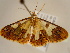  (Zamarada sagitta - BC ZSM Lep 96730)  @14 [ ] CreativeCommons - Attribution Non-Commercial Share-Alike (2017) SNSB, Staatliche Naturwissenschaftliche Sammlungen Bayerns ZSM (SNSB, Zoologische Staatssammlung Muenchen)