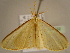  (Zamarada azona - BC ZSM Lep 96732)  @13 [ ] CreativeCommons - Attribution Non-Commercial Share-Alike (2017) SNSB, Staatliche Naturwissenschaftliche Sammlungen Bayerns ZSM (SNSB, Zoologische Staatssammlung Muenchen)