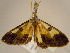  ( - BC ZSM Lep 96734)  @12 [ ] CreativeCommons - Attribution Non-Commercial Share-Alike (2017) SNSB, Staatliche Naturwissenschaftliche Sammlungen Bayerns ZSM (SNSB, Zoologische Staatssammlung Muenchen)