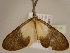  ( - BC ZSM Lep 96743)  @13 [ ] CreativeCommons - Attribution Non-Commercial Share-Alike (2017) SNSB, Staatliche Naturwissenschaftliche Sammlungen Bayerns ZSM (SNSB, Zoologische Staatssammlung Muenchen)