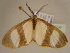  ( - BC ZSM Lep 96746)  @14 [ ] CreativeCommons - Attribution Non-Commercial Share-Alike (2017) SNSB, Staatliche Naturwissenschaftliche Sammlungen Bayerns ZSM (SNSB, Zoologische Staatssammlung Muenchen)