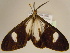  ( - BC ZSM Lep 96750)  @12 [ ] CreativeCommons - Attribution Non-Commercial Share-Alike (2017) SNSB, Staatliche Naturwissenschaftliche Sammlungen Bayerns ZSM (SNSB, Zoologische Staatssammlung Muenchen)