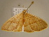  ( - BC ZSM Lep 96763)  @12 [ ] CreativeCommons - Attribution Non-Commercial Share-Alike (2017) SNSB, Staatliche Naturwissenschaftliche Sammlungen Bayerns ZSM (SNSB, Zoologische Staatssammlung Muenchen)