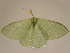  ( - BC ZSM Lep 96836)  @14 [ ] CreativeCommons - Attribution Non-Commercial Share-Alike (2017) SNSB, Staatliche Naturwissenschaftliche Sammlungen Bayerns ZSM (SNSB, Zoologische Staatssammlung Muenchen)