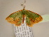  (Bathycolpodes explanataAH01Ca - BC ZSM Lep 96846)  @13 [ ] CreativeCommons - Attribution Non-Commercial Share-Alike (2017) SNSB, Staatliche Naturwissenschaftliche Sammlungen Bayerns ZSM (SNSB, Zoologische Staatssammlung Muenchen)