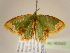  ( - BC ZSM Lep 96849)  @13 [ ] CreativeCommons - Attribution Non-Commercial Share-Alike (2017) SNSB, Staatliche Naturwissenschaftliche Sammlungen Bayerns ZSM (SNSB, Zoologische Staatssammlung Muenchen)