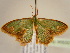  ( - BC ZSM Lep 96850)  @13 [ ] CreativeCommons - Attribution Non-Commercial Share-Alike (2017) SNSB, Staatliche Naturwissenschaftliche Sammlungen Bayerns ZSM (SNSB, Zoologische Staatssammlung Muenchen)