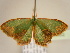  ( - BC ZSM Lep 96852)  @13 [ ] CreativeCommons - Attribution Non-Commercial Share-Alike (2017) SNSB, Staatliche Naturwissenschaftliche Sammlungen Bayerns ZSM (SNSB, Zoologische Staatssammlung Muenchen)