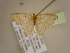  ( - BC ZSM Lep 96858)  @12 [ ] CreativeCommons - Attribution Non-Commercial Share-Alike (2017) SNSB, Staatliche Naturwissenschaftliche Sammlungen Bayerns ZSM (SNSB, Zoologische Staatssammlung Muenchen)