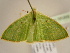  ( - BC ZSM Lep 96869)  @12 [ ] CreativeCommons - Attribution Non-Commercial Share-Alike (2017) SNSB, Staatliche Naturwissenschaftliche Sammlungen Bayerns ZSM (SNSB, Zoologische Staatssammlung Muenchen)