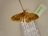  ( - BC ZSM Lep 96913)  @12 [ ] CreativeCommons - Attribution Non-Commercial Share-Alike (2017) SNSB, Staatliche Naturwissenschaftliche Sammlungen Bayerns ZSM (SNSB, Zoologische Staatssammlung Muenchen)