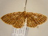  (Asthenotricha AH01Ca - BC ZSM Lep 96926)  @14 [ ] CreativeCommons - Attribution Non-Commercial Share-Alike (2017) SNSB, Staatliche Naturwissenschaftliche Sammlungen Bayerns ZSM (SNSB, Zoologische Staatssammlung Muenchen)