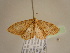  ( - BC ZSM Lep 96927)  @13 [ ] CreativeCommons - Attribution Non-Commercial Share-Alike (2017) SNSB, Staatliche Naturwissenschaftliche Sammlungen Bayerns ZSM (SNSB, Zoologische Staatssammlung Muenchen)