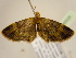  (Piercia nr. fumitacta - BC ZSM Lep 96928)  @14 [ ] CreativeCommons - Attribution Non-Commercial Share-Alike (2017) SNSB, Staatliche Naturwissenschaftliche Sammlungen Bayerns ZSM (SNSB, Zoologische Staatssammlung Muenchen)