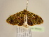  (Piercia myopteryx - BC ZSM Lep 96932)  @13 [ ] CreativeCommons - Attribution Non-Commercial Share-Alike (2017) SNSB, Staatliche Naturwissenschaftliche Sammlungen Bayerns ZSM (SNSB, Zoologische Staatssammlung Muenchen)