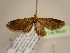 ( - BC ZSM Lep 96937)  @12 [ ] CreativeCommons - Attribution Non-Commercial Share-Alike (2017) SNSB, Staatliche Naturwissenschaftliche Sammlungen Bayerns ZSM (SNSB, Zoologische Staatssammlung Muenchen)