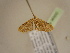  (Eupithecia festiva - BC ZSM Lep 96950)  @13 [ ] CreativeCommons - Attribution Non-Commercial Share-Alike (2017) SNSB, Staatliche Naturwissenschaftliche Sammlungen Bayerns ZSM (SNSB, Zoologische Staatssammlung Muenchen)