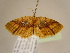  (Asthenotricha AH06Ca - BC ZSM Lep 96961)  @11 [ ] CreativeCommons - Attribution Non-Commercial Share-Alike (2017) SNSB, Staatliche Naturwissenschaftliche Sammlungen Bayerns ZSM (SNSB, Zoologische Staatssammlung Muenchen)