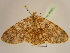  ( - BC ZSM Lep 96969)  @14 [ ] CreativeCommons - Attribution Non-Commercial Share-Alike (2017) SNSB, Staatliche Naturwissenschaftliche Sammlungen Bayerns ZSM (SNSB, Zoologische Staatssammlung Muenchen)