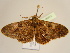 (Cleora acerata - BC ZSM Lep 96973)  @14 [ ] CreativeCommons - Attribution Non-Commercial Share-Alike (2017) SNSB, Staatliche Naturwissenschaftliche Sammlungen Bayerns ZSM (SNSB, Zoologische Staatssammlung Muenchen)
