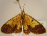  ( - BC ZSM Lep 97105)  @13 [ ] CreativeCommons - Attribution Non-Commercial Share-Alike (2017) SNSB, Staatliche Naturwissenschaftliche Sammlungen Bayerns ZSM (SNSB, Zoologische Staatssammlung Muenchen)